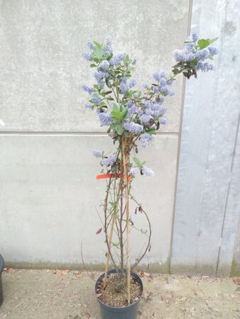 Ceanothus arboreus 'Trewithen Blue' 100-125 cm cont. 10L - afbeelding 2
