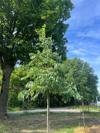 Celtis australis 10-12 Hoogstam draadkluit