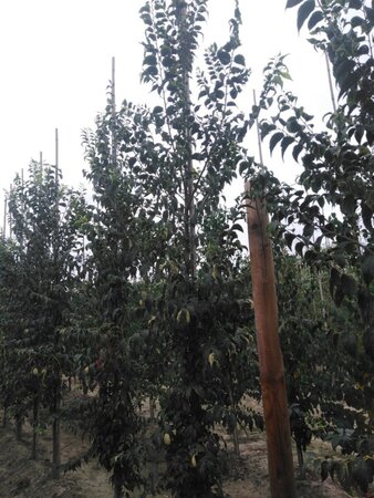 Celtis australis 10-12 Hoogstam wortelgoed