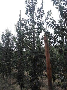 Celtis australis 10-12 Hoogstam wortelgoed