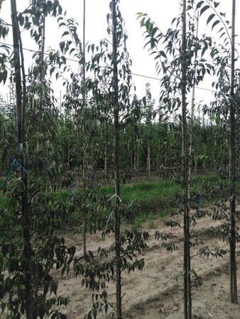 Celtis australis 200-250 cm wortelgoed geveerd