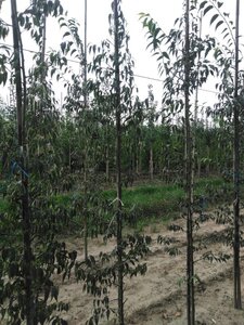 Celtis australis 200-250 cm wortelgoed geveerd