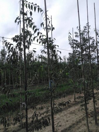 Celtis australis 250-300 cm wortelgoed geveerd