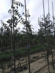 Celtis australis 250-300 cm wortelgoed geveerd