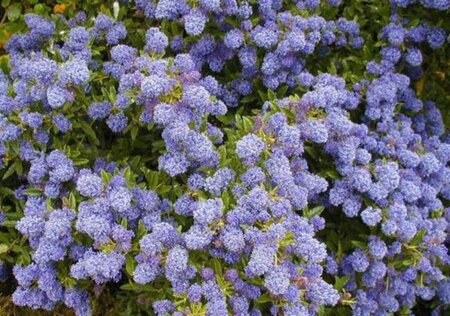 Ceanothus 'Blue Mound' 20-25 cm cont. 2,0L