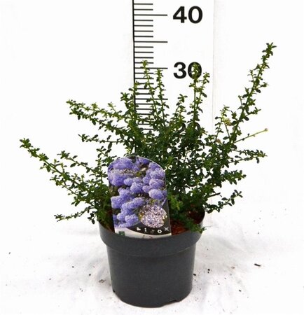 Ceanothus 'Blue Mound' 25-30 cm cont. 3,0L - afbeelding 1