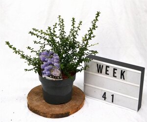 Ceanothus 'Blue Mound' 25-30 cm cont. 3,0L - afbeelding 2