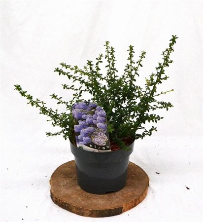 Ceanothus 'Blue Mound' 25-30 cm cont. 3,0L - afbeelding 3