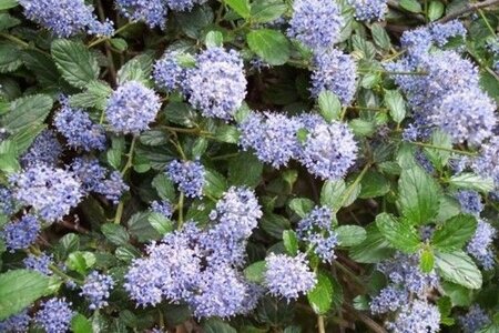 Ceanothus 'Burkwoodii' 40-60 cm cont. 3,0L - afbeelding 1