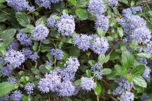 Ceanothus 'Burkwoodii' 40-60 cm cont. 3,0L