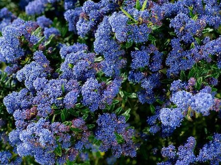 Ceanothus 'Burkwoodii' 40-60 cm cont. 3,0L - afbeelding 2