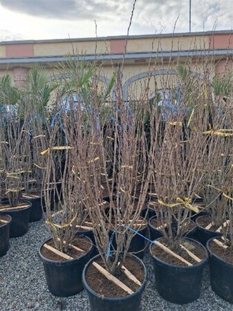 Cercis chinensis 'Avondale' 150-175 cm cont. 35L