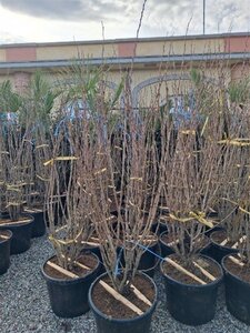 Cercis chinensis 'Avondale' 150-175 cm cont. 35L