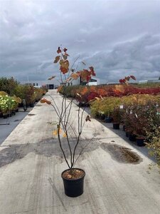 Cercis can. 'Forest Pansy' 150-175 cm cont. 20L - afbeelding 1