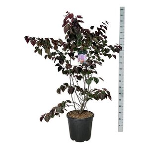 Cercis can. 'Forest Pansy' 150-175 cm cont. 30L
