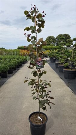 Cercis can. 'Forest Pansy' 175-200 cm cont. 20L - afbeelding 1