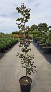 Cercis can. 'Forest Pansy' 175-200 cm cont. 20L - afbeelding 2