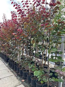 Cercis can. 'Merlot' 200-250 cm cont. 20L