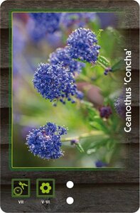 Ceanothus 'Concha' 40-50 cm cont. 3,0L - afbeelding 1