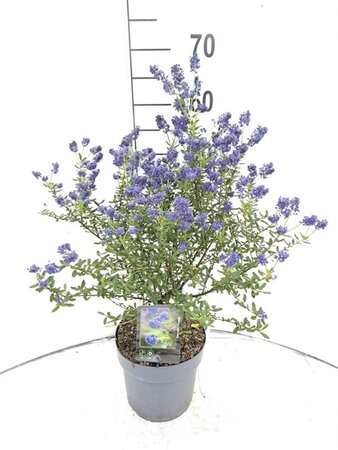 Ceanothus 'Concha' 40-50 cm cont. 3,0L - afbeelding 3