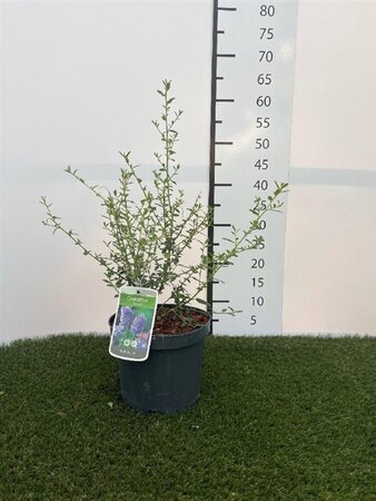 Ceanothus 'Concha' 40-50 cm cont. 3,0L - afbeelding 1