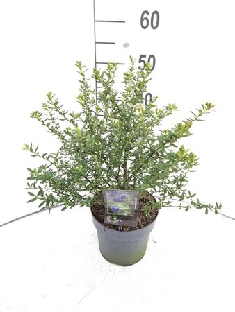 Ceanothus 'Concha' 40-50 cm cont. 3,0L - afbeelding 3