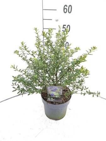 Ceanothus 'Concha' 40-50 cm cont. 3,0L - afbeelding 2