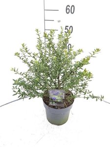 Ceanothus 'Concha' 40-50 cm cont. 3,0L - afbeelding 2