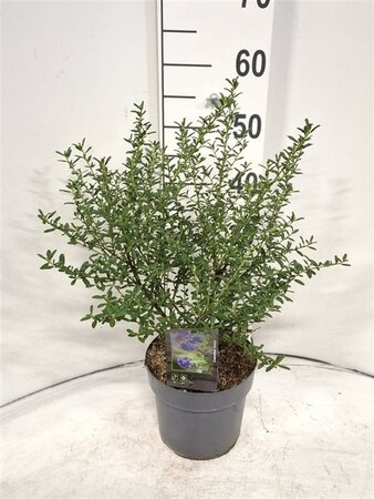 Ceanothus 'Concha' 40-50 cm cont. 3,0L - afbeelding 3
