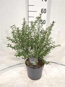 Ceanothus 'Concha' 40-50 cm cont. 3,0L - afbeelding 3