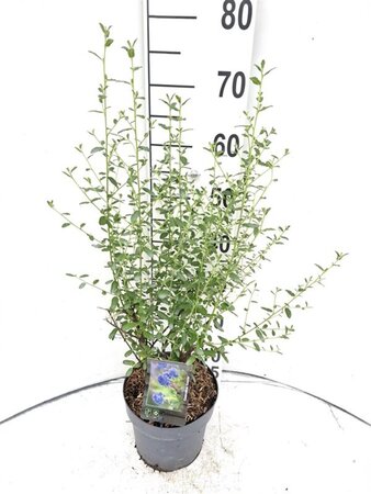 Ceanothus 'Concha' 40-50 cm cont. 3,0L - afbeelding 2