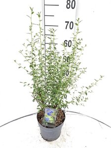 Ceanothus 'Concha' 40-50 cm cont. 3,0L - afbeelding 2