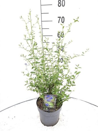 Ceanothus 'Concha' 40-50 cm cont. 3,0L - afbeelding 2