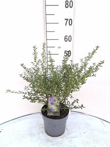 Ceanothus 'Concha' 40-50 cm cont. 3,0L - afbeelding 2