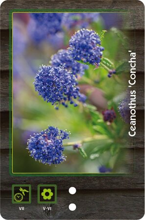 Ceanothus 'Concha' 40-50 cm cont. 3,0L - afbeelding 3