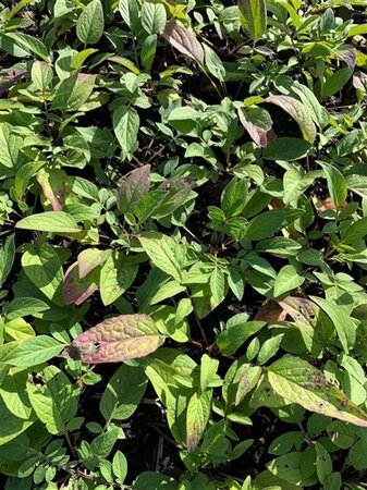 Centaurea dealbata geen maat specificatie 0,55L/P9cm - afbeelding 2