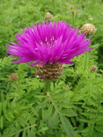 Centaurea dealbata geen maat specificatie 0,55L/P9cm - afbeelding 3