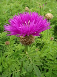 Centaurea dealbata geen maat specificatie 0,55L/P9cm - afbeelding 3