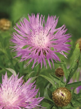 Centaurea dealbata geen maat specificatie 0,55L/P9cm - afbeelding 5