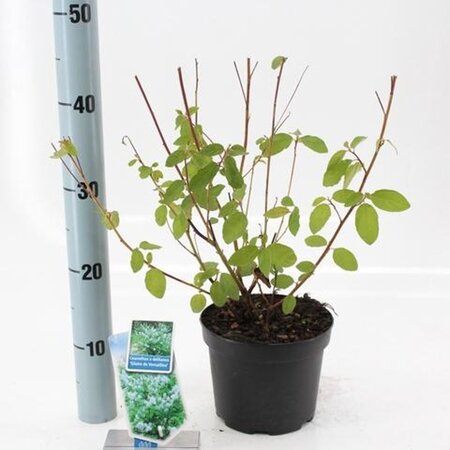 Ceanothus del. 'Gloire de Versaille 30-40 cm cont. 2,0L - afbeelding 1