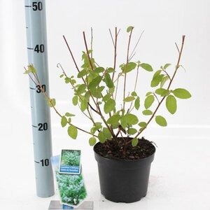 Ceanothus del. 'Gloire de Versaille 30-40 cm cont. 2,0L