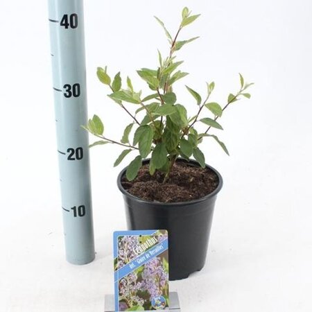 Ceanothus del. 'Gloire de Versaille 30-40 cm cont. 2,0L - afbeelding 2