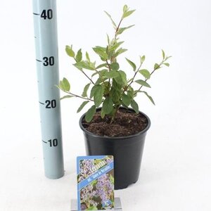 Ceanothus del. 'Gloire de Versaille 30-40 cm cont. 2,0L - afbeelding 2