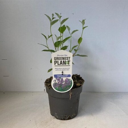 Ceanothus del. 'Gloire de Versaille 30-40 cm cont. 2,0L - afbeelding 3