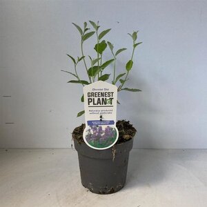 Ceanothus del. 'Gloire de Versaille 30-40 cm cont. 2,0L - afbeelding 3