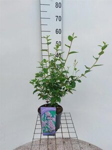 Ceanothus del. 'Gloire de Versaille 40-60 cm cont. 3,0L