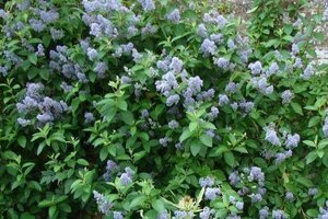 Ceanothus del. 'Gloire de Versaille 50-60 cm cont. 3,0L - afbeelding 2