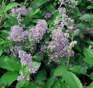 Ceanothus del. 'Gloire de Versaille 50-60 cm cont. 3,0L - afbeelding 3
