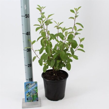 Ceanothus del. 'Henri Défossé' 25-30 cm cont. 2,0L - afbeelding 1