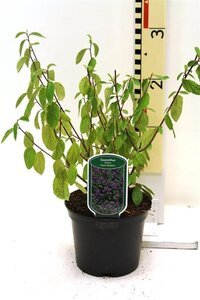 Ceanothus del. 'Henri Défossé' 25-30 cm cont. 2,0L - afbeelding 2